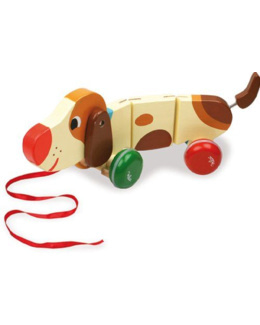 Basile le Chien saucisse à soufflet Mélusine