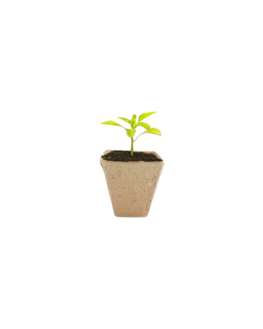 Pots Biodégradables
