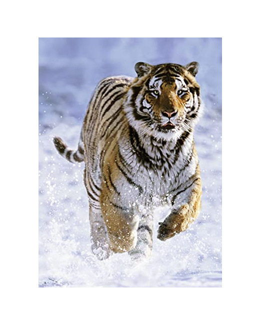 Puzzle - Tigre dans la neige - 500 pièces