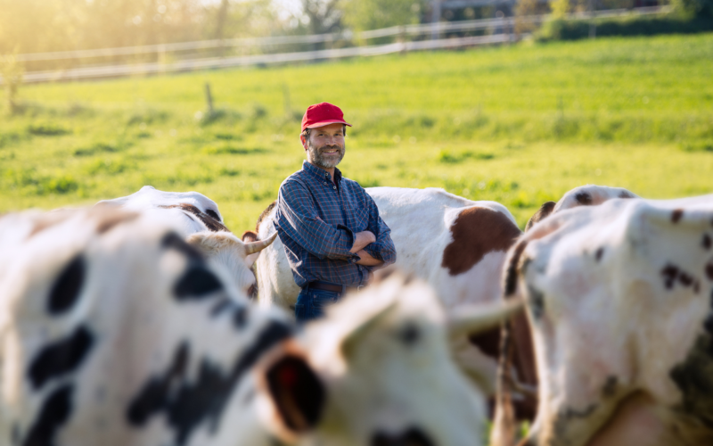 Éleveur souriant entouré de vaches dans un pré