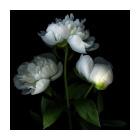 MARTINE R.