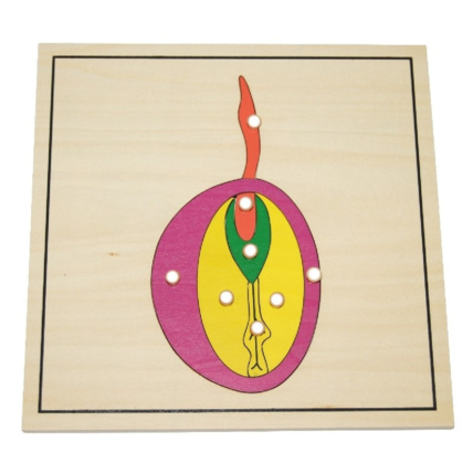 Avis Puzzle de la graine ambiance montessori 1