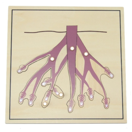 Avis Puzzle de la racine ambiance montessori 1