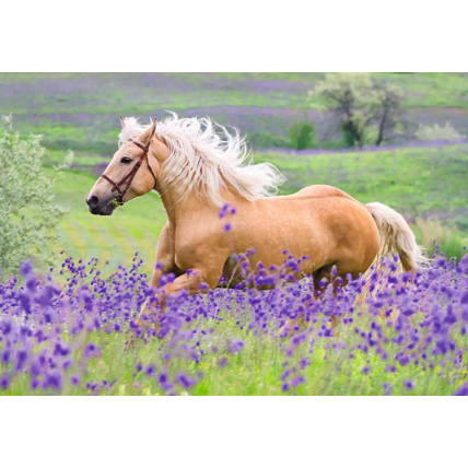 Avis Puzzle L'amour des chevaux - de 4 ans RAVENSBURGER 3
