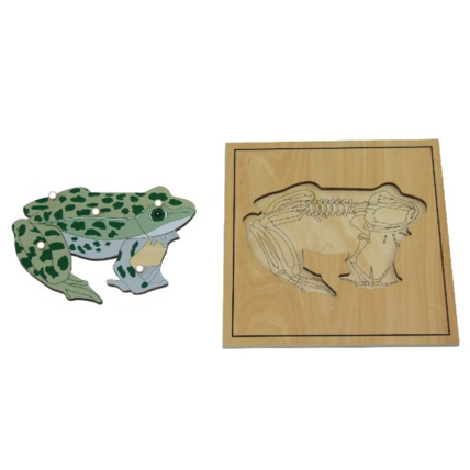 Avis Puzzle de la grenouille avec squelette ambiance montessori 1