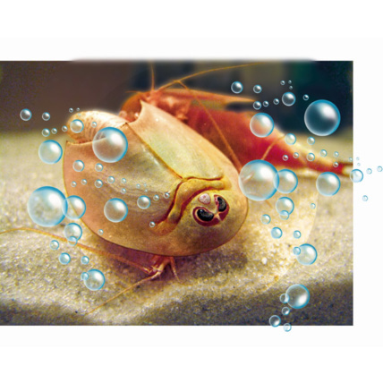 Avis Mes premiers triops Clementoni 5