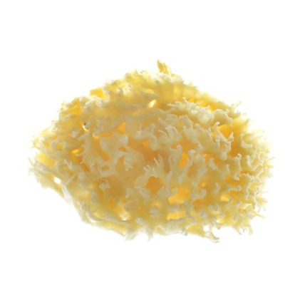 Avis Éponge de bain 100% naturelle DODIE 1