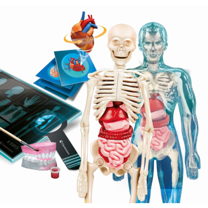 Avis L'anatomie Clementoni 2