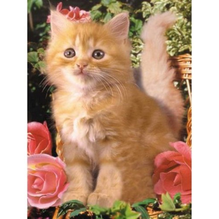 Avis Puzzle - Chat - 300 pièces RAVENSBURGER 1