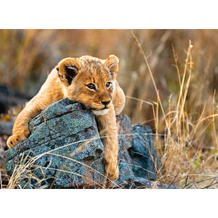 Avis Puzzle Le petit lionceau - de 8 ans RAVENSBURGER 2