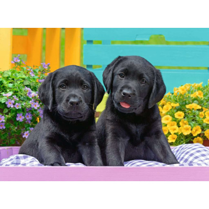 Avis Puzzle Labradors noirs - de 9 ans RAVENSBURGER 2