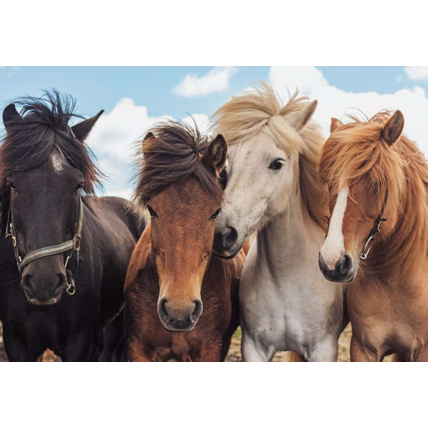 Avis Puzzle L'amour des chevaux - de 4 ans RAVENSBURGER 4