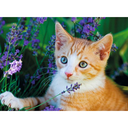 Avis Puzzle Chaton roux dans la lavande - de 7 ans RAVENSBURGER 2