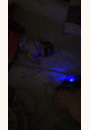 avis Veilleuse Tranquil Turtle™ par Sarah 