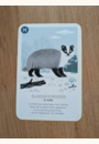 avis Jeu de cartes Les familles de la forêt Nature par Marie