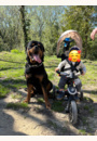 avis Tricycle Explorer 4 En 1 Évolutif Et Pliable par Stascha