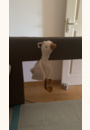 avis Peluche musicale et lumineuse Oie par Lison