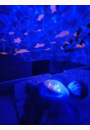 avis Veilleuse projecteur Tortue Aqua Dream par Violaine