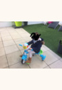 avis Super Tricycle Interactif 6 en 1  par RANDA