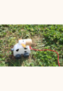 avis Chien Drag par melina