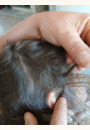 avis Traitement anti-poux par Carine