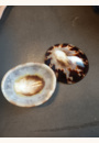 avis Coquillages d'allaitement par Perrine