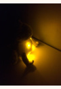 avis Twinkling Firefly Frog par Sophie