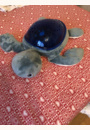 avis Veilleuse projecteur Tortue Aqua Dream par Lucia