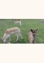 avis Domaine du Bois aux Daims par amandine