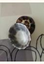 avis Coquillages d'allaitement par Jeanne