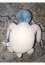 avis Veilleuse projecteur Tortue Aqua Dream par Lydia