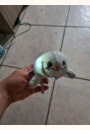 avis Hochet peluche lumineux Shakies par Emilie