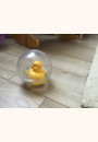 avis Balle d'eau canard par Charlene