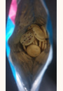 avis P'tit biscuit pépites de chocoloat par Géraldine