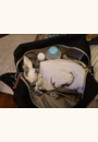 avis Sac à langer Genève II par Clara