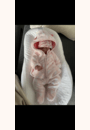 avis Cocoonababy par Marion
