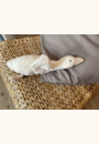 avis Peluche bruit blanc l'oie Liva par Julie
