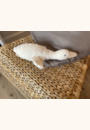 avis Peluche bruit blanc l'oie Liva par Julie