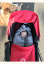 avis Poussette Cameleon 3 Plus par Caroline
