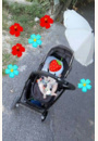 avis Poussette duo Evo par Mélissa 