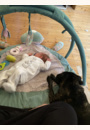 avis Tapis d'éveil avec arche Les Pachats par Cheyenne