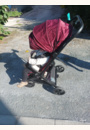 avis Poussette compacte NUBI 3 par vané