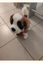 avis Billy le chien par Severine