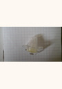avis Sucettes silicone transparentes 0-6 mois par Eve
