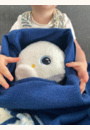 avis Peluche veilleuse & bruits blancs Béluga par stephanie