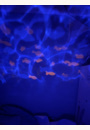 avis Veilleuse projecteur Tortue Aqua Dream par Camille