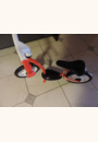 avis Draisienne Turbo par Aline