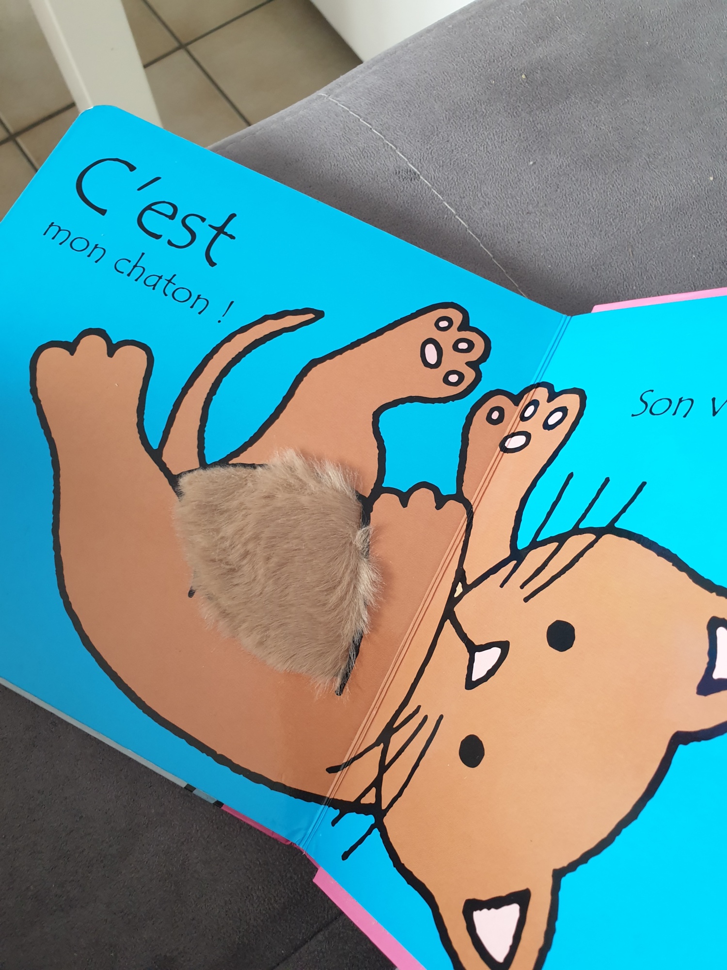 Pré-visualisation