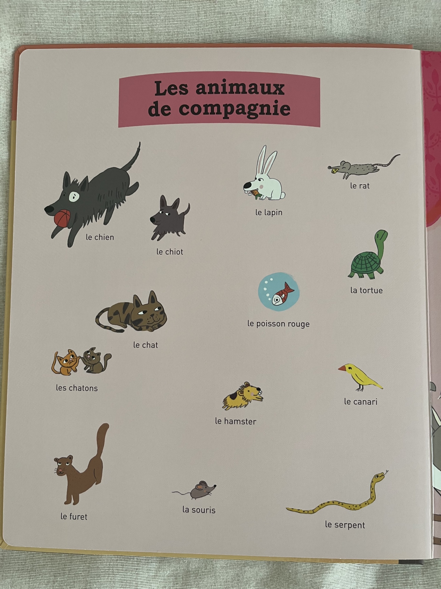 Pré-visualisation