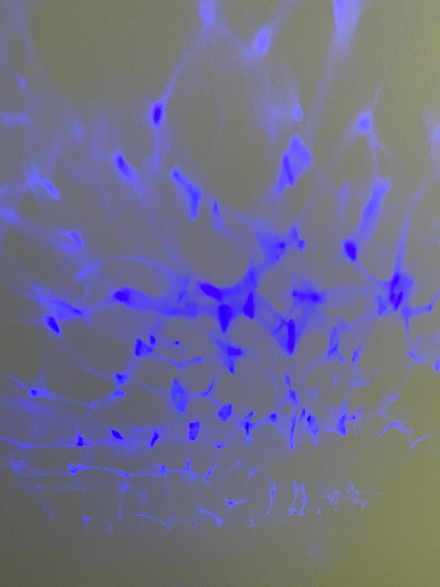 Pré-visualisation